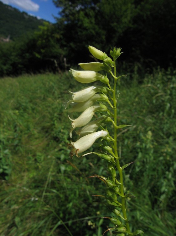 Digitalis lutea